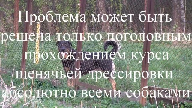 Агрессивное поведение собак, драки между собаками, имеет ли решение эта проблема смотреть онлайн