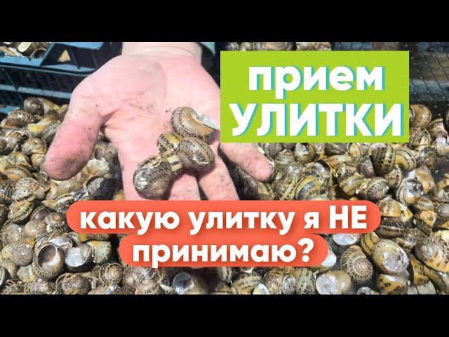 Приемка улитки от фермеров смотреть онлайн