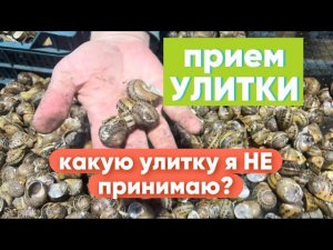 Приемка улитки от фермеров