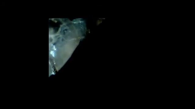 Личинка мухи под электронным LCD микроскопом смотреть онлайн