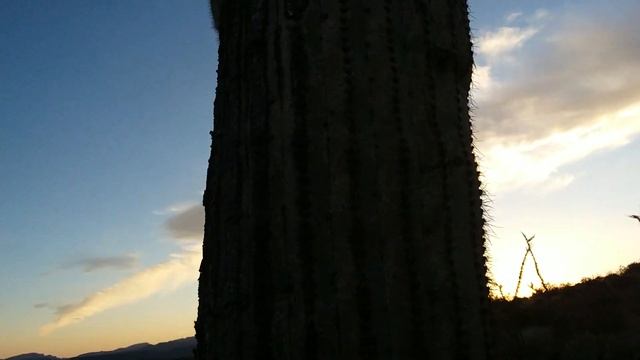 кактусы в Аризоне смотреть онлайн