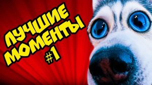 DOGVLOG: ЛУЧШИЕ МОМЕНТЫ №1 (Хаски Бандит) Говорящая собака