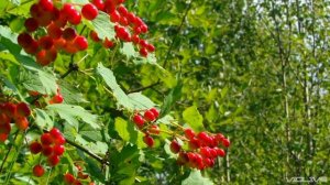 Ягоды Калины. Красивое Лето. Калина Красная. Футажи для видеомонтажа.