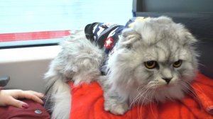 С котом вход разрешен! Метро | Кевин катается на поезде