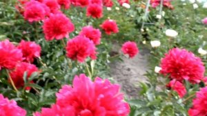 Hybrid Many Happy Returns | R2 Flowers BV | Peonies