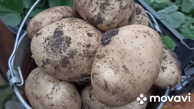 КАРТОФЕЛЬ СЫНОК УРОЖАЙ 2023 Г // ВАЦАП ДЛЯ ЗАКАЗА 8-915-245-81-59 ПИСЬМЕННО смотреть онлайн