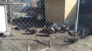 Мускусные утки - с чего начать разведение? Наша история