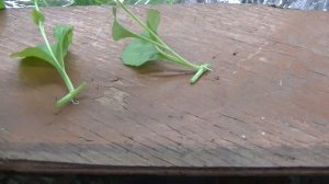 Лобелия. Мой способ размножения черенками.