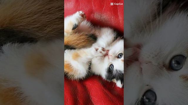 лайк и подпишитесь на канал если у тебя есть домашние животное смотреть онлайн