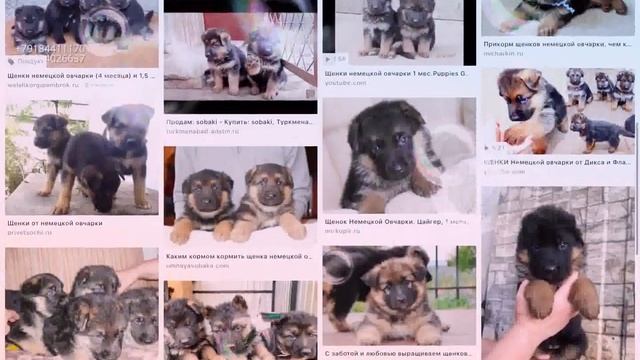 Смотрим на сенбернаров и немецких овчарок и доберманов смотреть онлайн