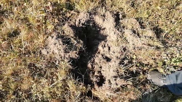 Кабаны наступают! смотреть онлайн