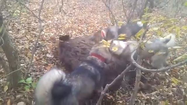 Первый кабан смотреть онлайн