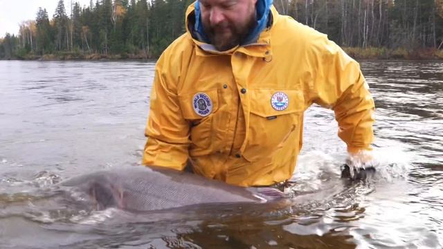 Taimen Release, Tugur River, 2019. Отпускаем тайменя, река Тугур, 2019