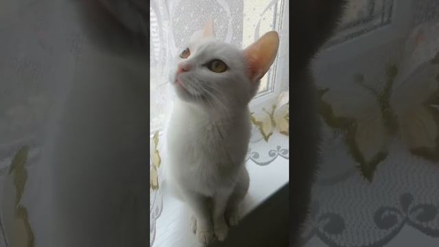 Белая Кошка Феня моргает глазами и строит глазки смотреть онлайн