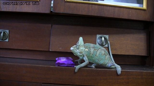 Невероятное свойство хамелеона смотреть онлайн