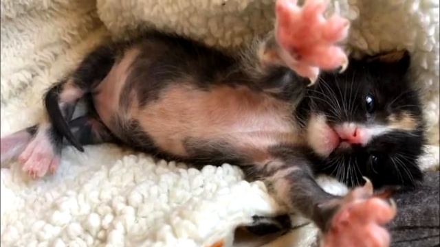 Маленькие братик с сестричкой, брошенные мамой, держались друг за друга, пока их не спасли