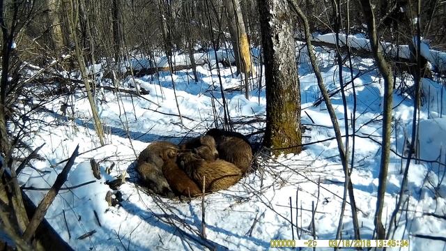 Дикие кабаны вьют гнёзда как птицы смотреть онлайн