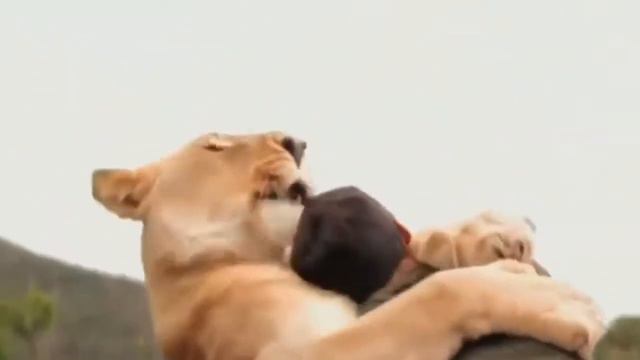 Милые животные~ обнимашки поднимут вам настроения на весь день смотреть онлайн