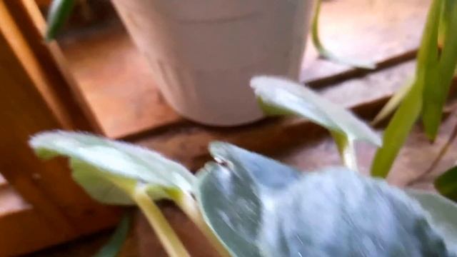 ФИАЛКА. ЗВОНОК ДРУГА. ЗОЛОТАЯ ВАЗА. АБРИЗА ГОЧИЯЕВА, ВСТРЕЧА В МАГАЗИНЕ "ЛОТОС". ЛИЛИЯ УЗДЕНОВА смотреть онлайн