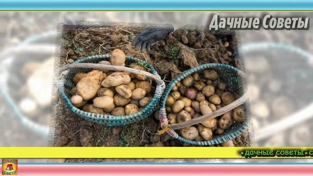 Как хранить КАРТОФЕЛЬ зимой. Хитрости, которые помогут НАДОЛГО сохранить урожай до весны смотреть онлайн