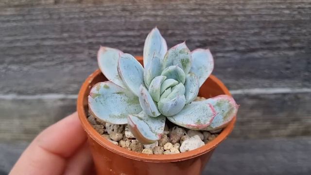 Echeveria Lemon Berry смотреть онлайн
