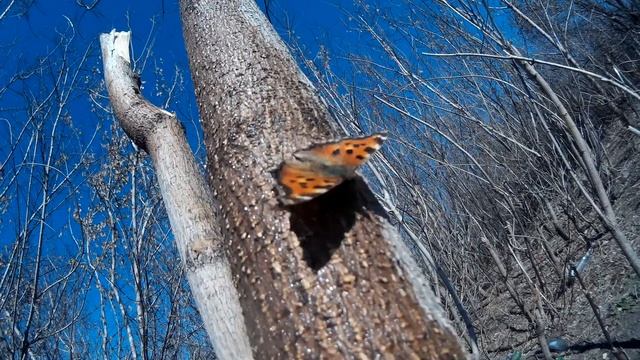 Бабочка питается смотреть онлайн