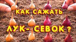 Посадка лука севка весной в открытый грунт. Как сажать лук севок. 2 Способа #3