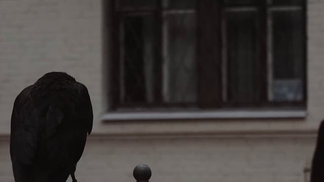 Короткометражка «7... 9» | Мистика | Подготовлено DeeaFilm смотреть онлайн