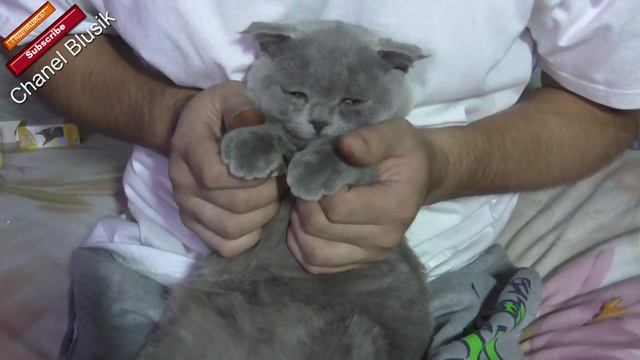 Чем закапывать глаза котам смотреть онлайн