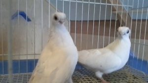 Короткоклювые голуби (Орловские белые турманы)