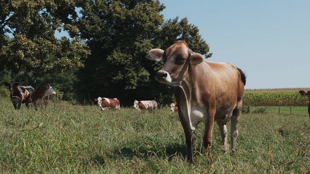 Aux frontières de l'UE : les normes agricoles à l'épreuve du terrain croate смотреть онлайн