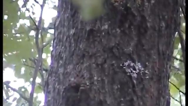 Подосиновики и Подберезовики, Белые грибы и Вененки в лесу. Кто в дереве, в гнездышке живет. смотреть онлайн