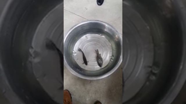 Невероятно! Замороженная рыба ожила!  Такого не может быть!