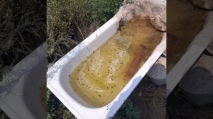 солёная вода для пчёл