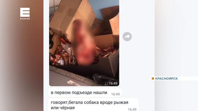 Жители многоэтажки в Красноярске подозревают соседей в живодёрстве: подробности жуткой истории смотреть онлайн