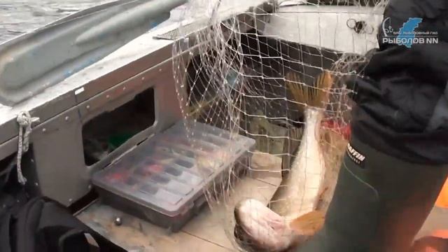 Рыбалка в Васильсурских протоках. Щука на джиг смотреть онлайн