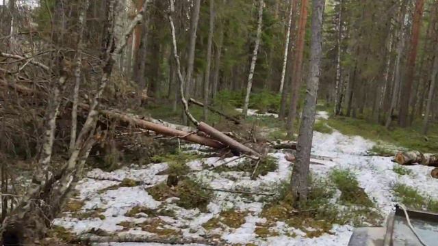 Весенний променад по лесу смотреть онлайн