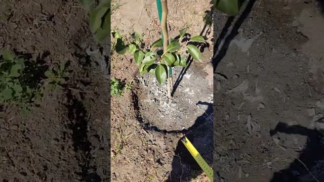 Саджанці з розплідника "Максі Сад". Якість-це запорука врожаю! смотреть онлайн