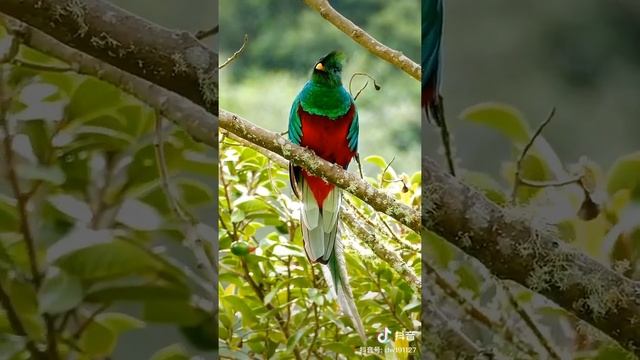 Resplendent Quetzal - So Beautiful but Near Threatened - Amazing Animals смотреть онлайн