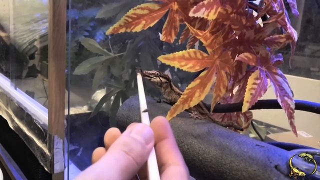 Кормление ушастого бананоеда смотреть онлайн