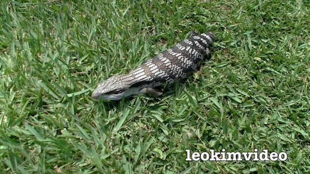 Godzilla Blue Tongue Lizard Loves Thomas The Tank Engine смотреть онлайн