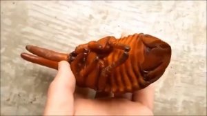 ? Жук-геркулес. Развитие.