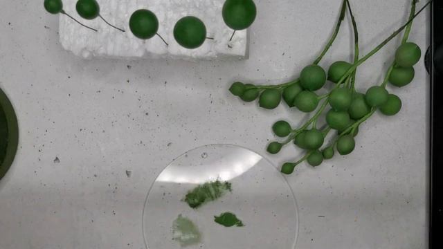 Крестовник Роули из полимерной глины смотреть онлайн