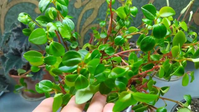 Комнатные цветы/Вторая полка на моем стеллаже/ОБЗОР смотреть онлайн