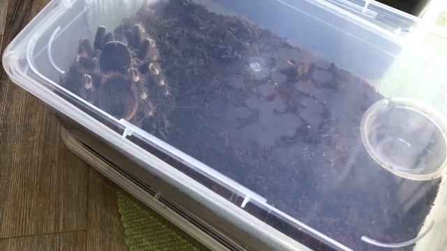 A Very Very JUICY TARANTULA FEEDING Video !!! ~ Tarantula CANDY !!!