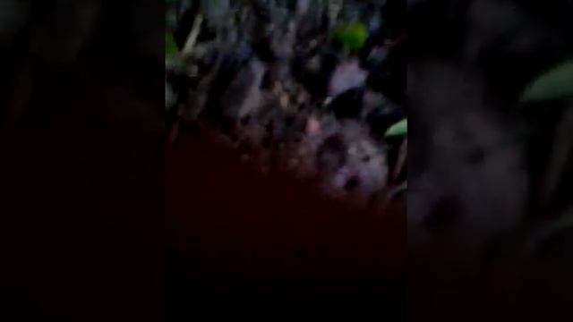 История майского жука #1 смотреть онлайн