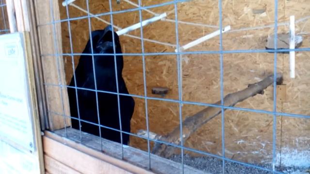 Что говорит ворон Рута? смотреть онлайн