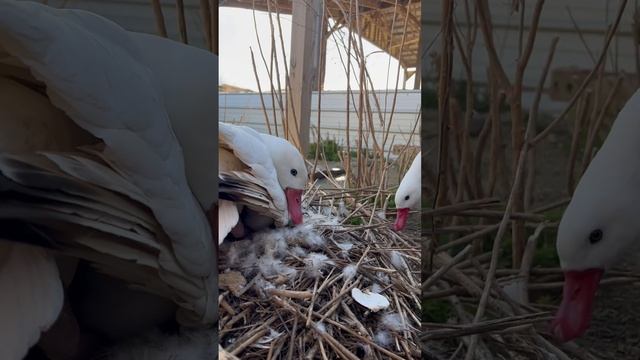 Coscoroba swan #waterfowl смотреть онлайн