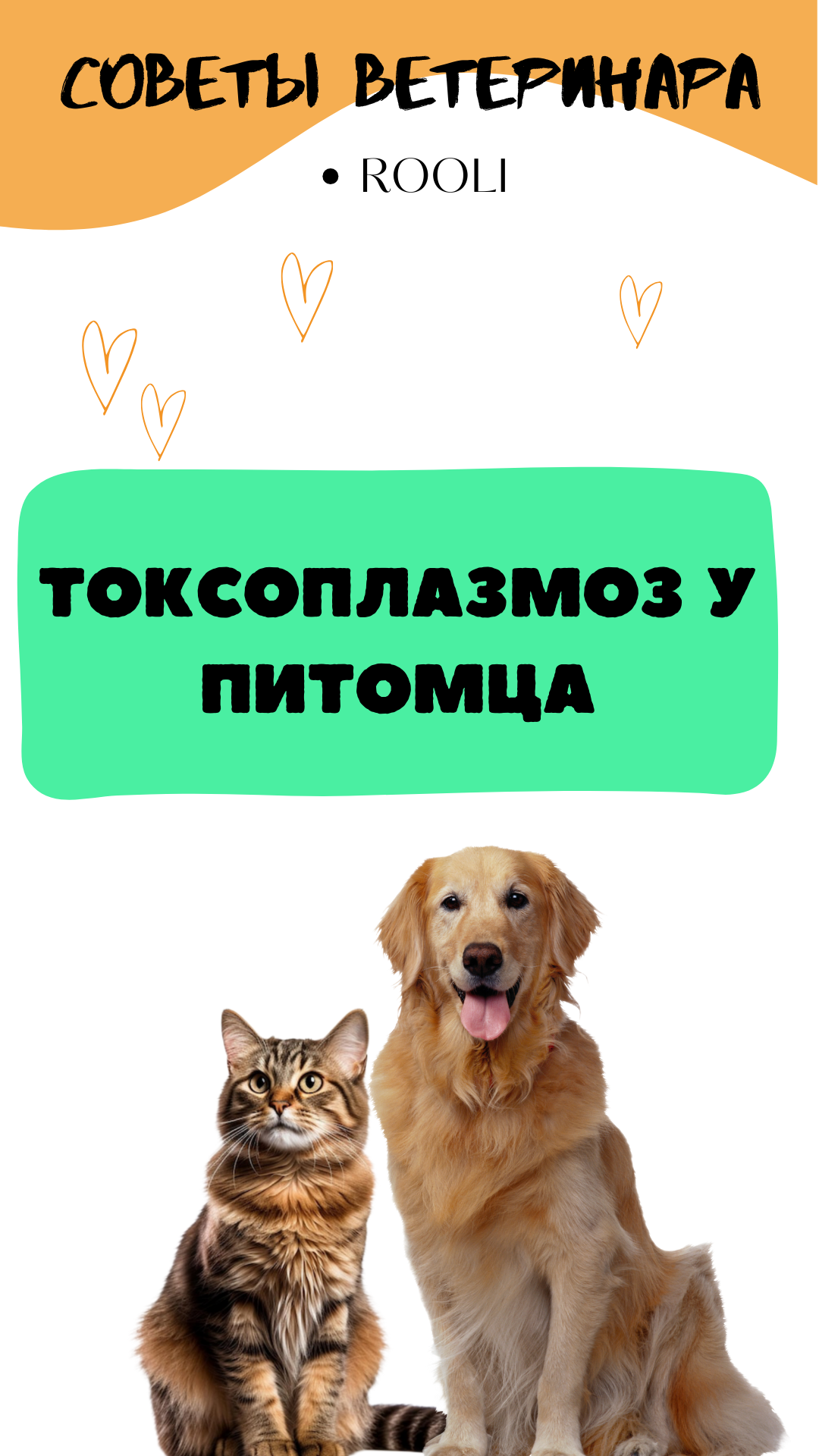 Токсоплазмоз у домашних животных -собак, кошек, грызунов, шиншилл. Опасность для питомца и человека смотреть онлайн