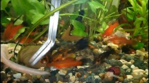 Кормление иглистых тритонов дождевым червем